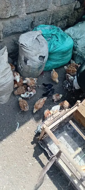 Kienyeji Chicks