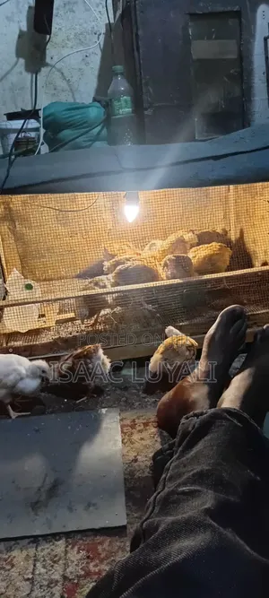 Kienyeji Chicks