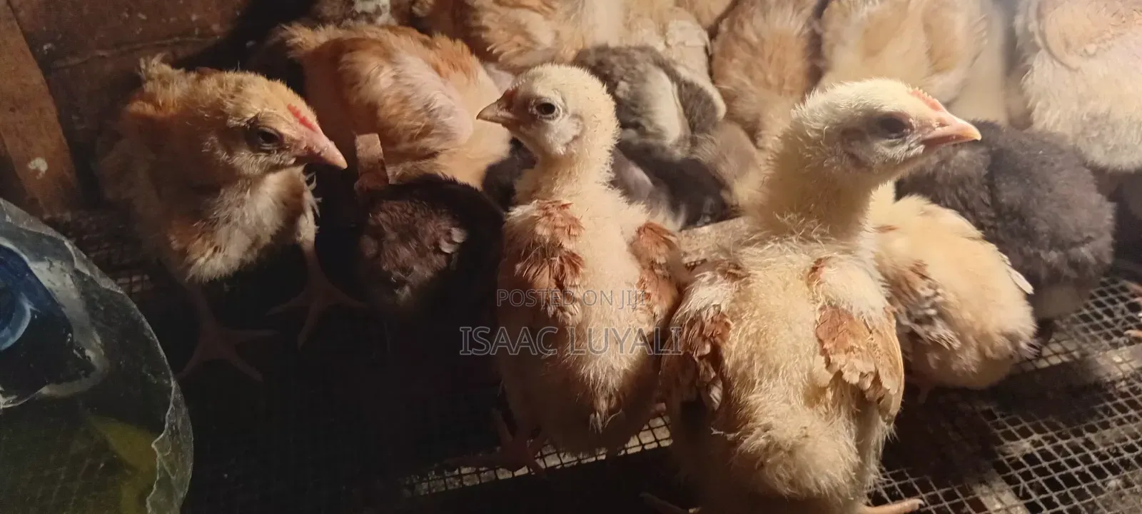 Kienyeji Chicks
