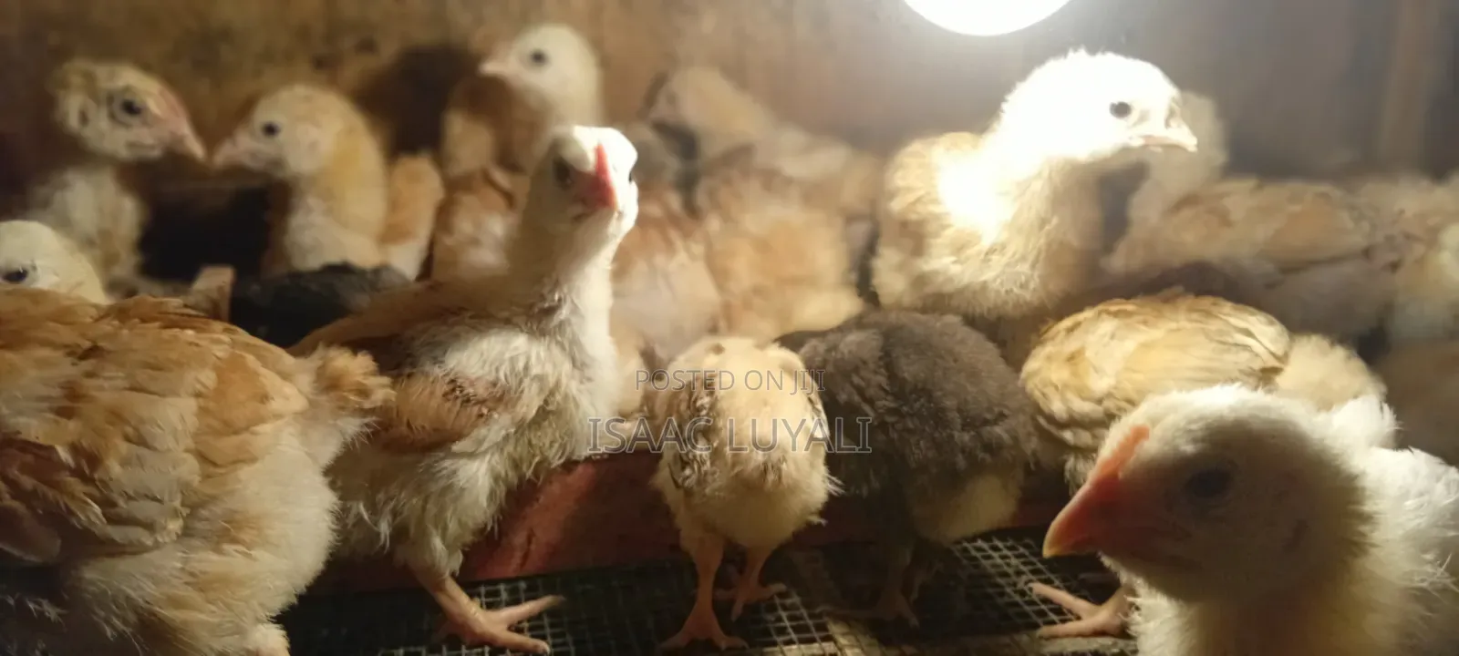 Kienyeji Chicks
