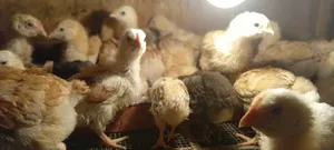 Kienyeji Chicks