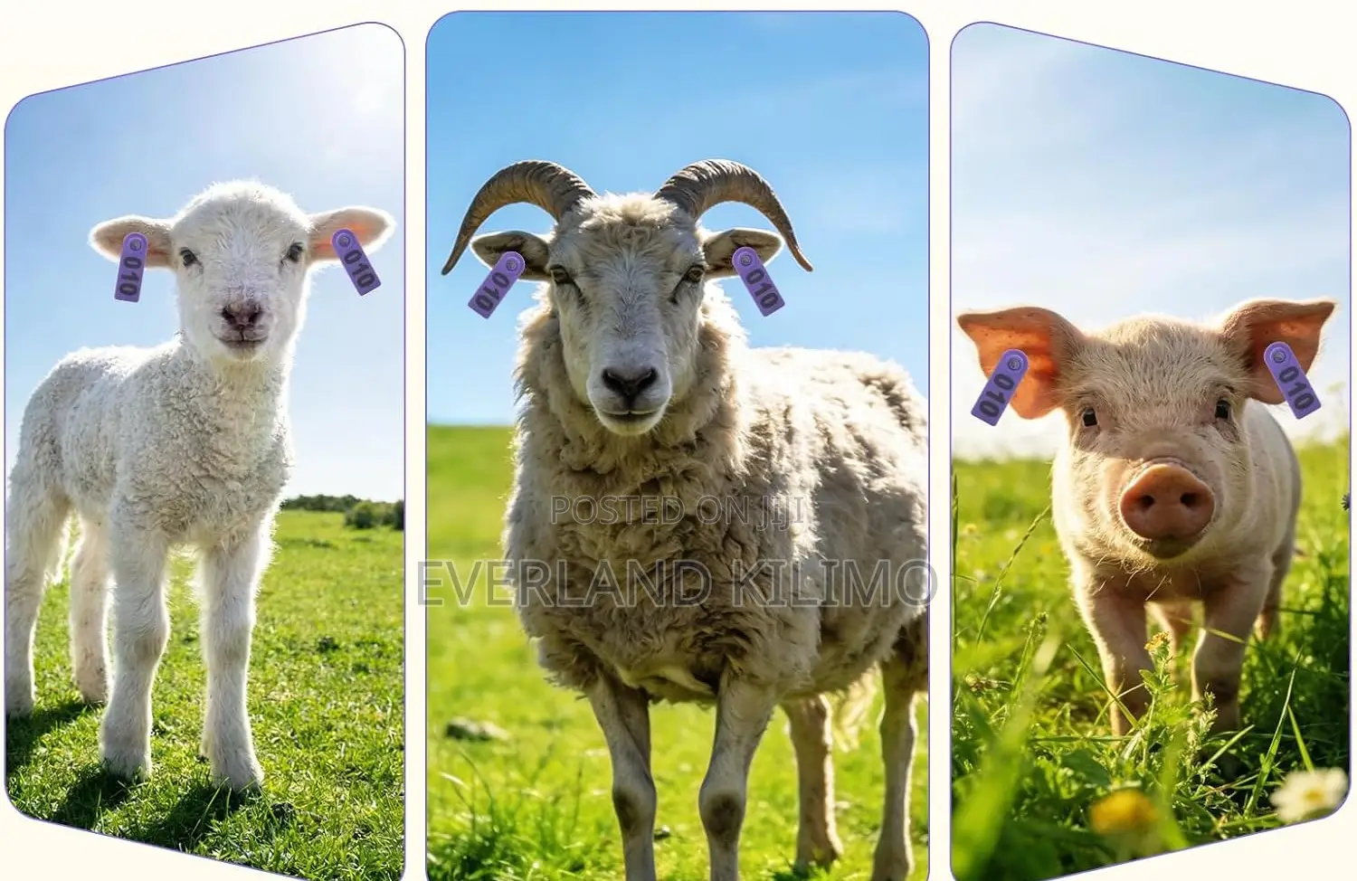 Weatherproof-Style Livestock Identification Slim Tags-Numbered