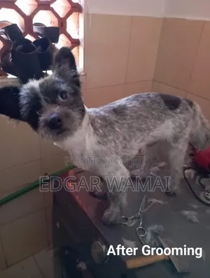 Dog Grooming Services