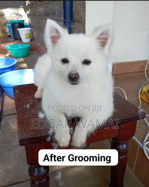 Dog Grooming Services