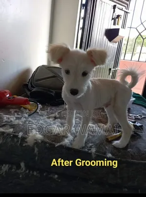 Dog Grooming Services
