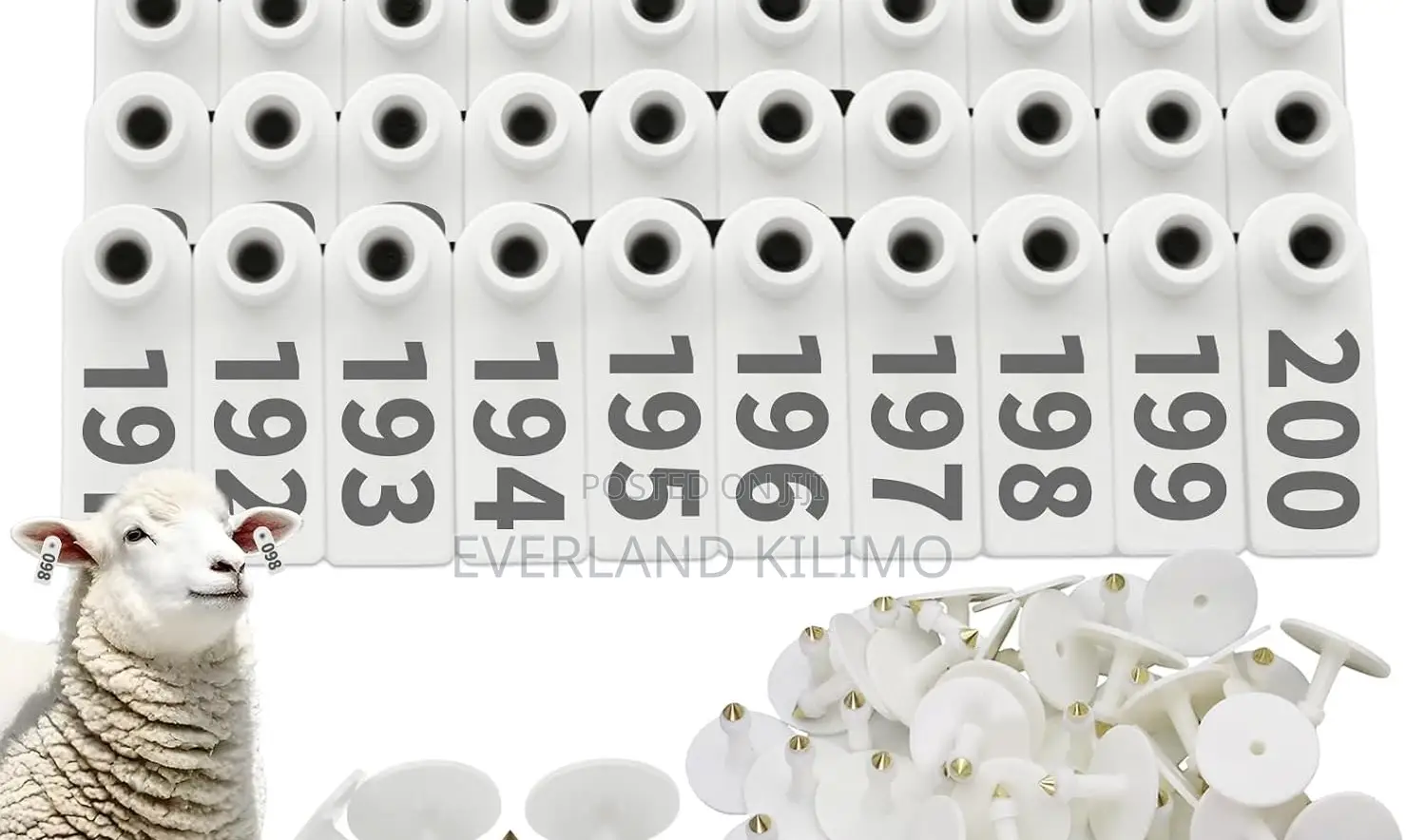 All-Season Sheep White Slim Ear Tags - Numbered