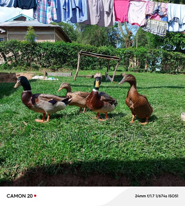 Ruoen Ducks