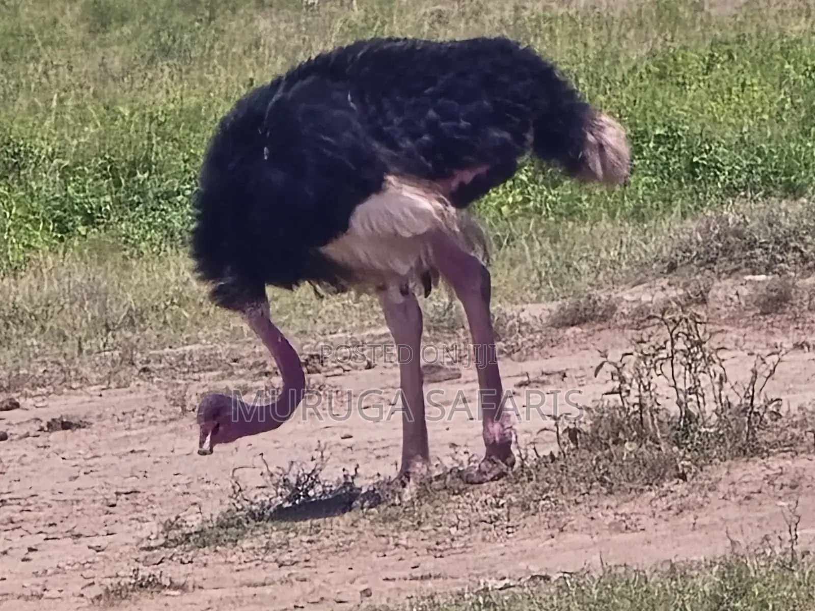 Kenya Wildlife Service