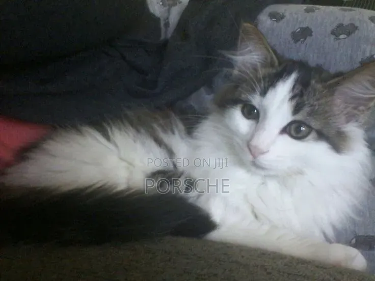 1-3 months Male Purebred Persian