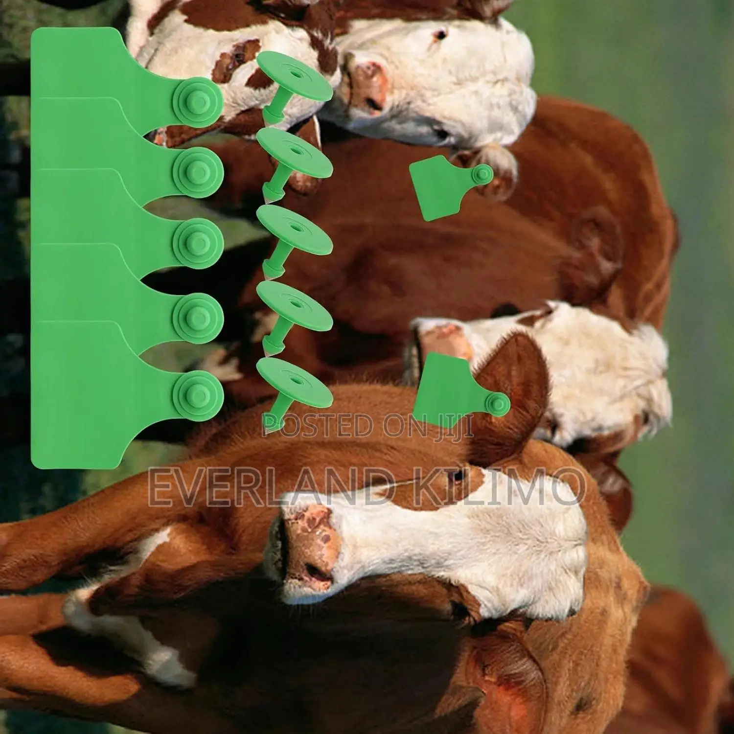 Long-Use Farm Identification Medium Ear Tags for Cows