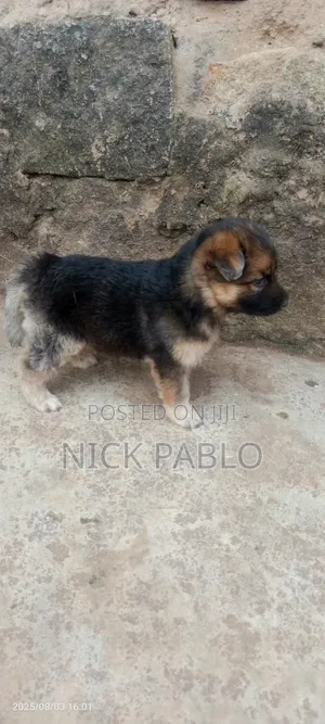 1-3 months Male Purebred German Shepherd