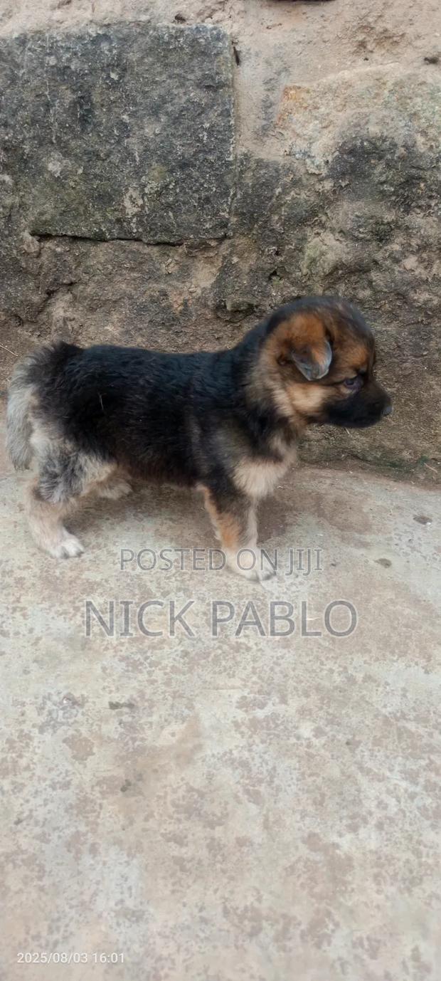 1-3 months Male Purebred German Shepherd
