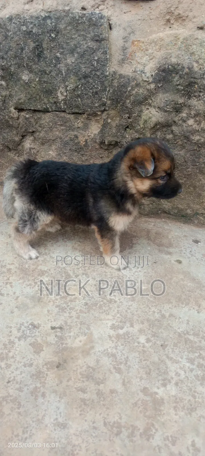 1-3 months Male Purebred German Shepherd