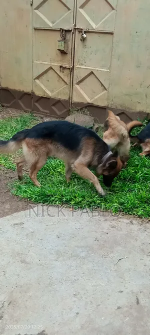 1-3 months Male Purebred German Shepherd