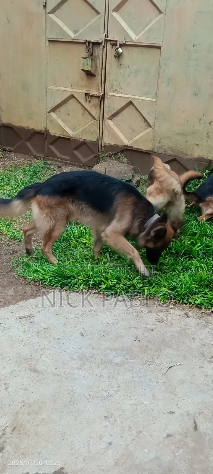 1-3 months Male Purebred German Shepherd