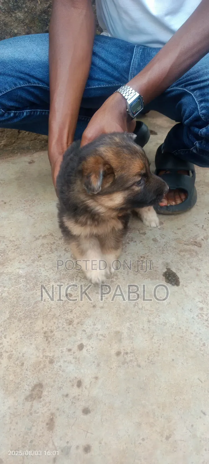 1-3 months Male Purebred German Shepherd