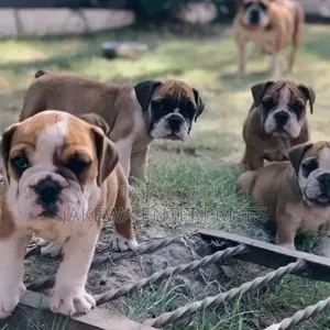 1-3 months Male Purebred Bulldog