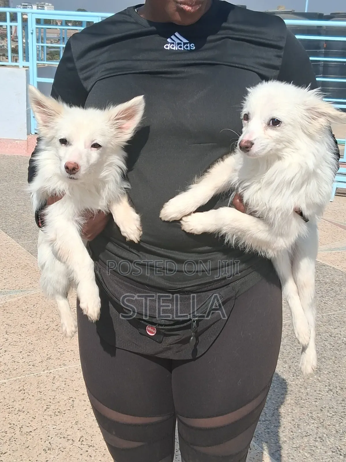 6-12 months Female Purebred Japanese Spitz
