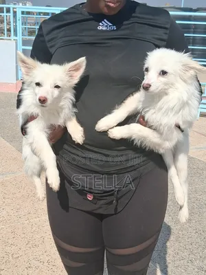 6-12 months Female Purebred Japanese Spitz