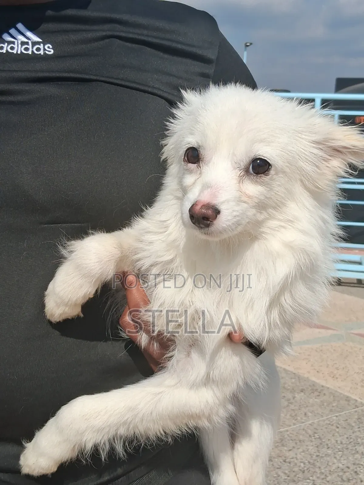 6-12 months Female Purebred Japanese Spitz