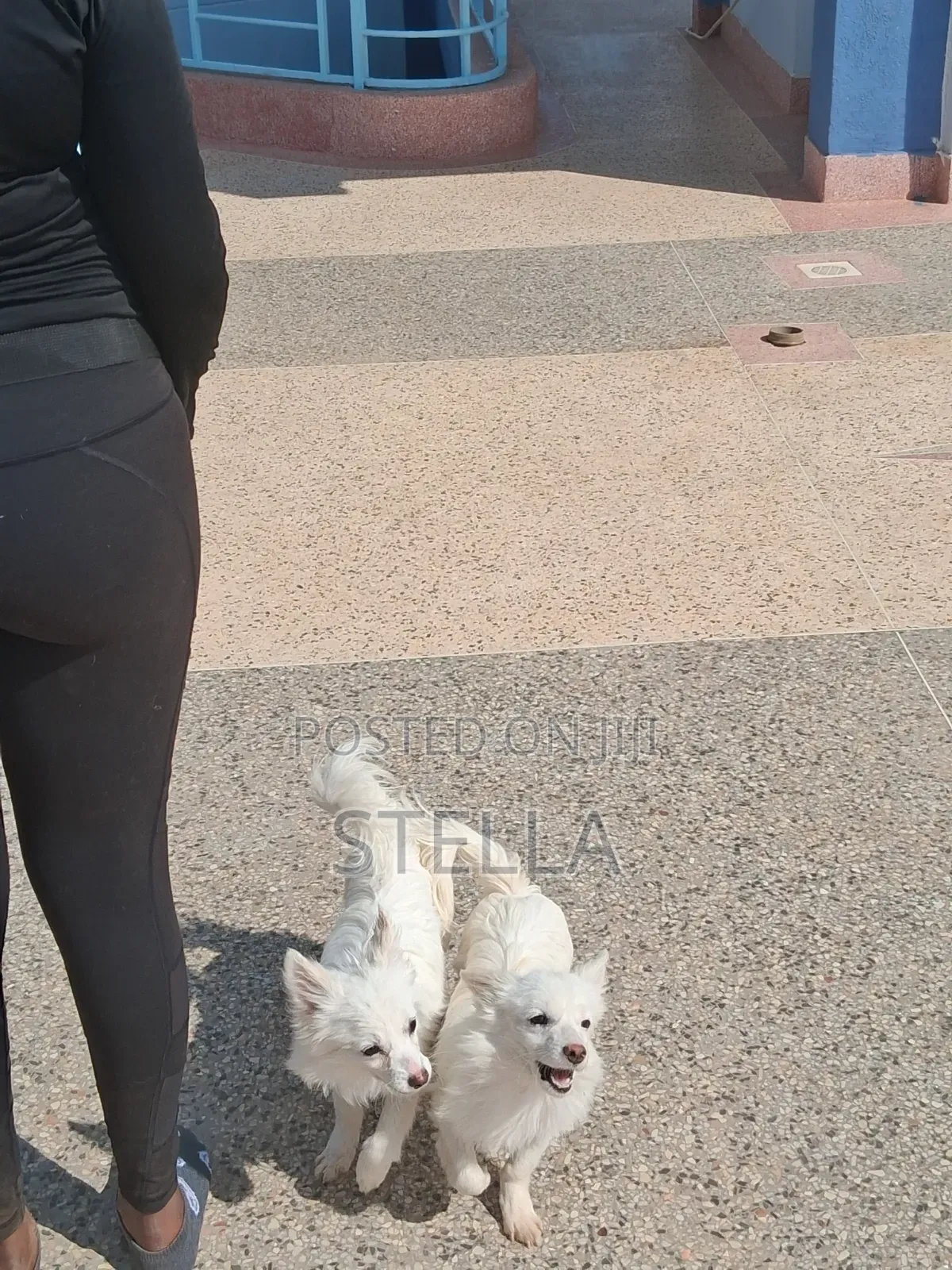 6-12 months Female Purebred Japanese Spitz