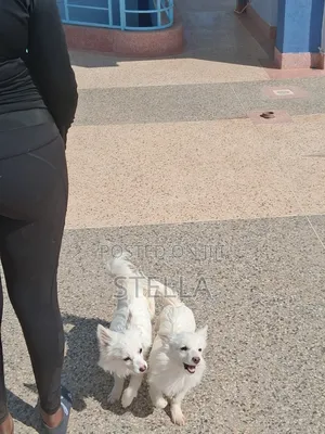 6-12 months Female Purebred Japanese Spitz