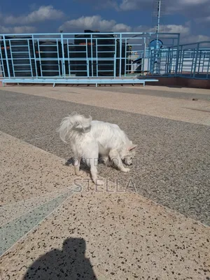 6-12 months Female Purebred Japanese Spitz