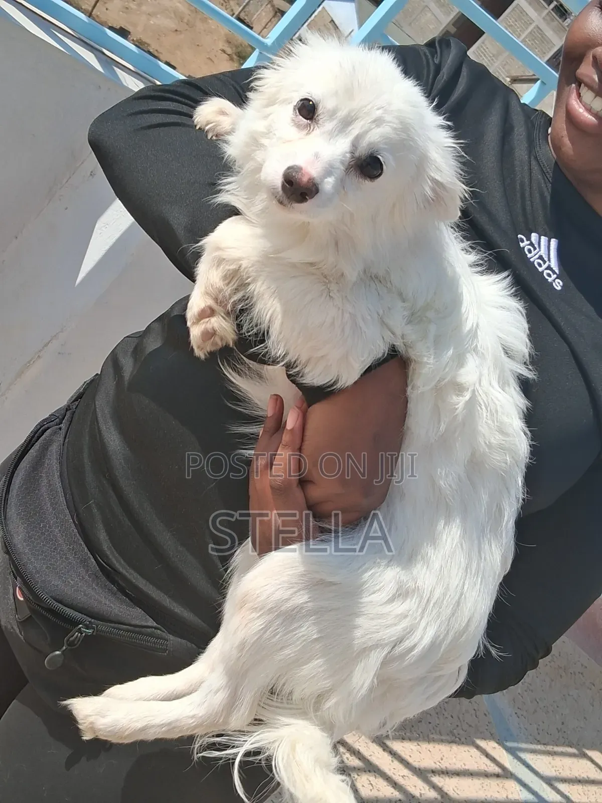 6-12 months Female Purebred Japanese Spitz