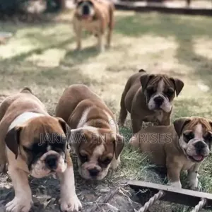 1-3 months Female Purebred Bulldog
