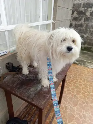 TailTales Veterinary Services.