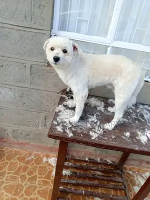 TailTales Veterinary Services.