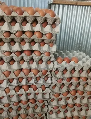 Fresh Chicken Eggs Supply Wholesale Bulk