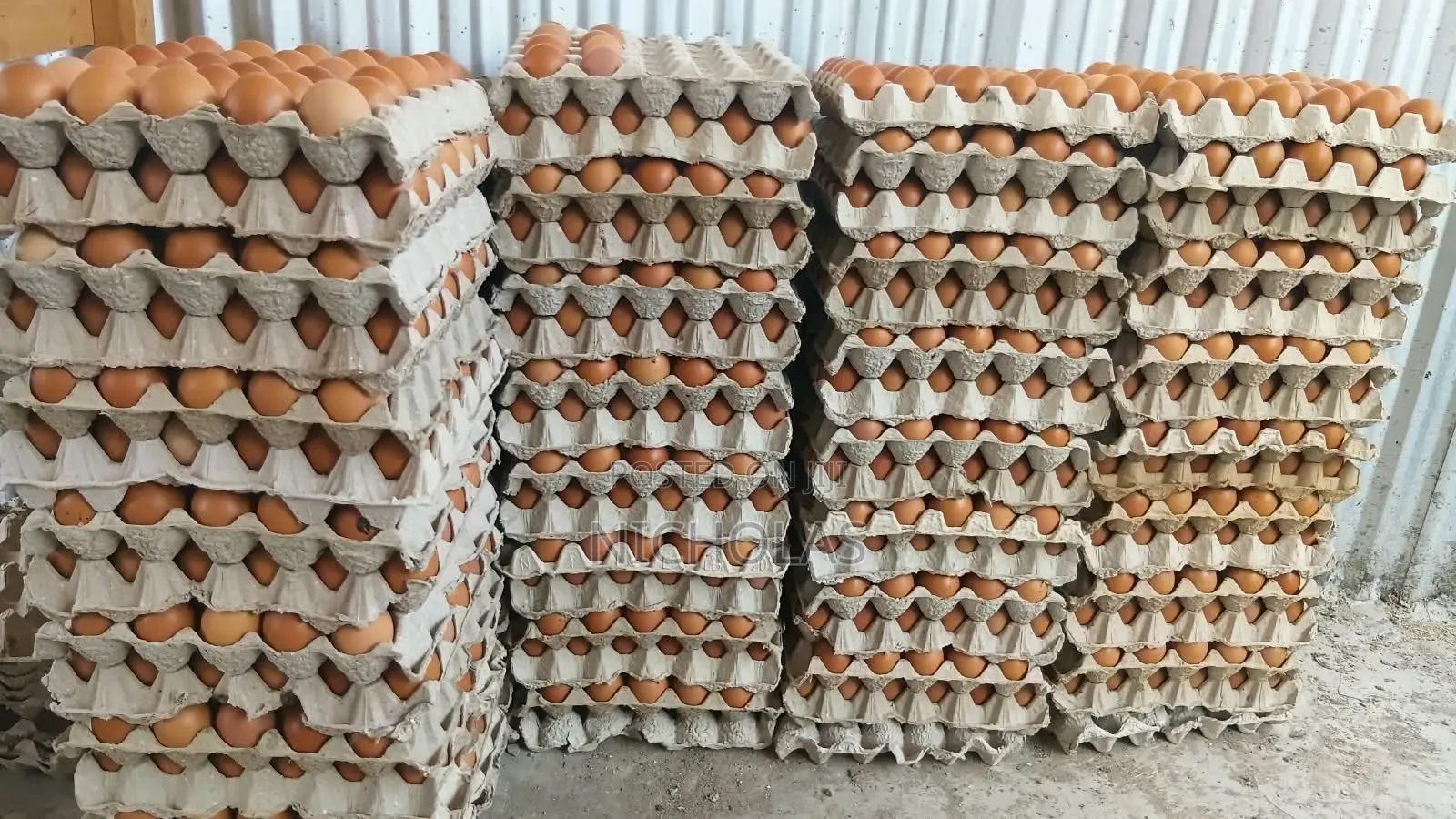 Fresh Chicken Eggs Supply Wholesale Bulk