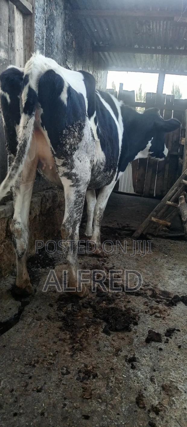 Heifer for Sale - main view