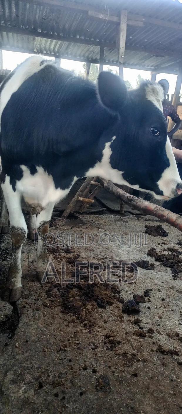 Heifer for Sale - thumbnail 2
