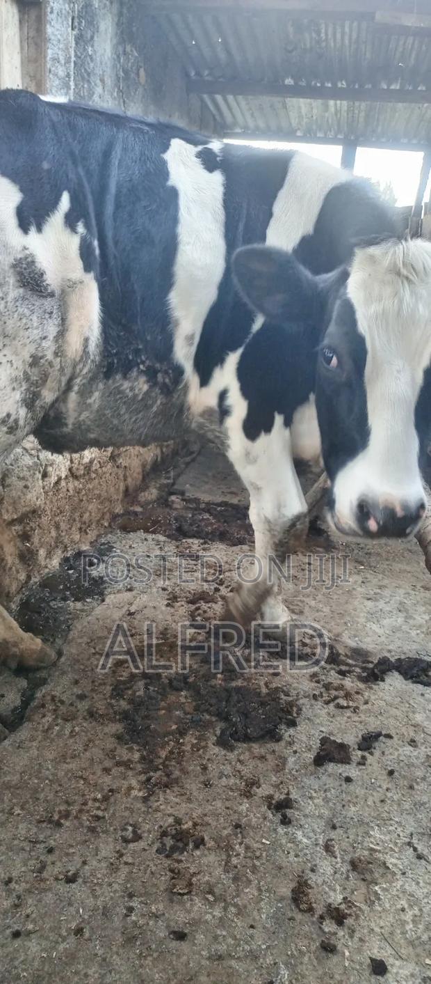 Heifer for Sale - thumbnail 3