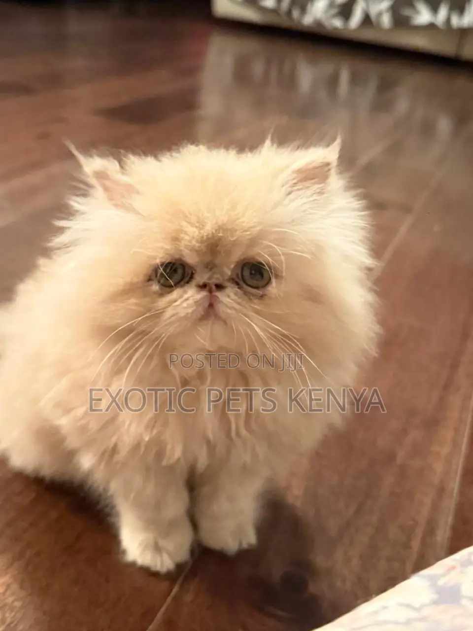 1-3 months Male Purebred Persian