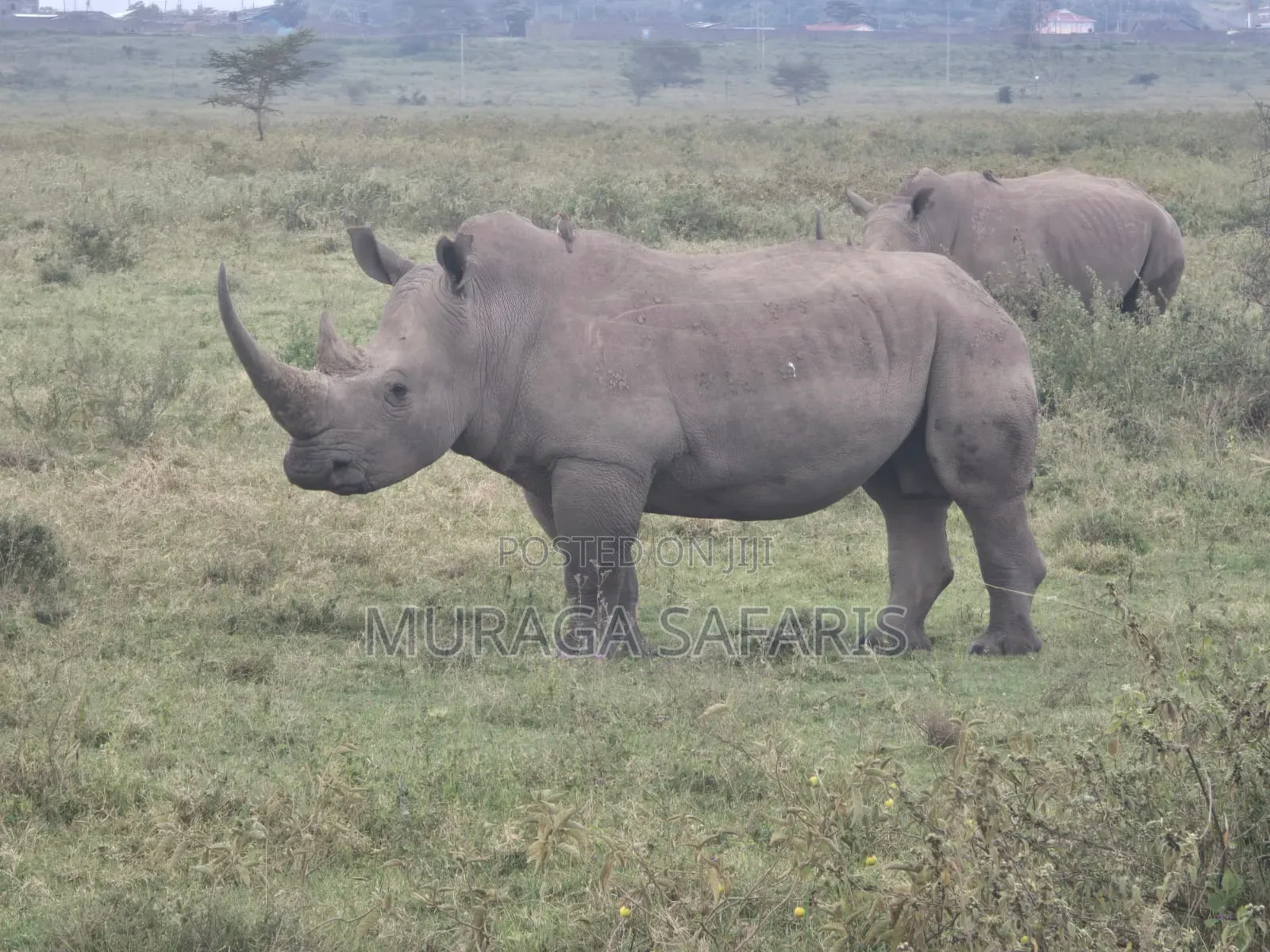 Safaris in Africa