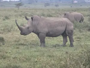 Safaris in Africa