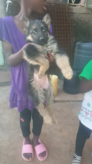 1-3 months Female Purebred German Shepherd
