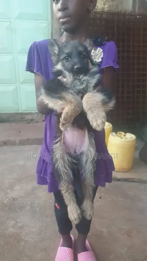 1-3 months Female Purebred German Shepherd