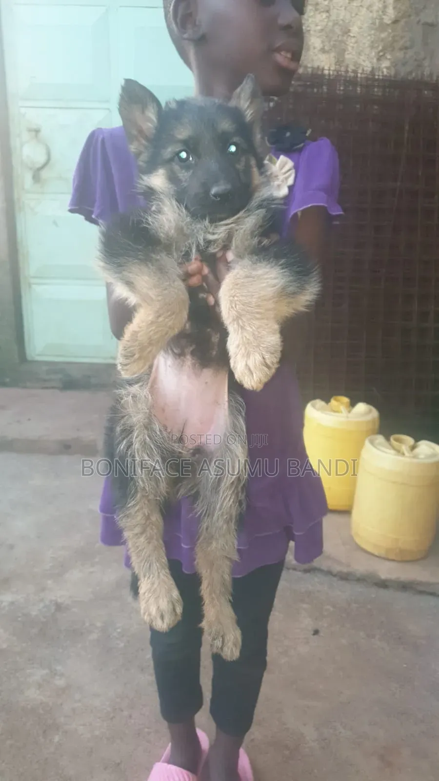 1-3 months Female Purebred German Shepherd