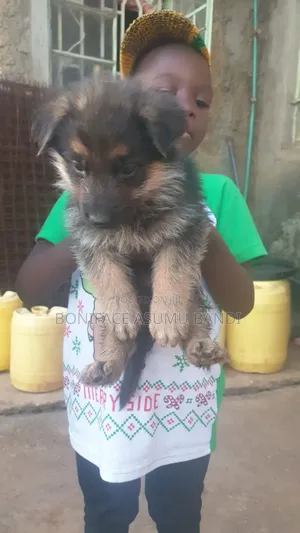 1-3 months Female Purebred German Shepherd
