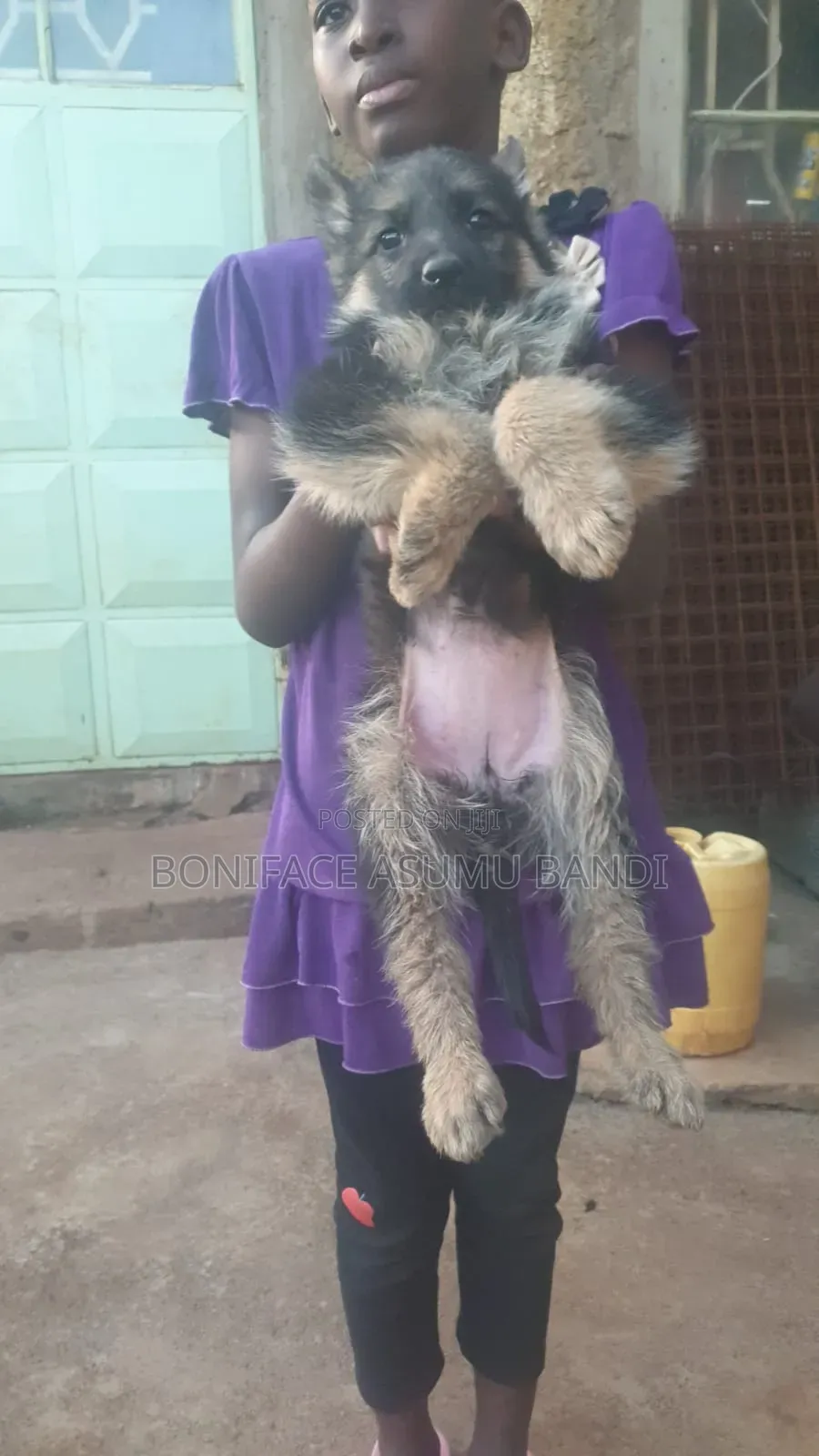 1-3 months Female Purebred German Shepherd