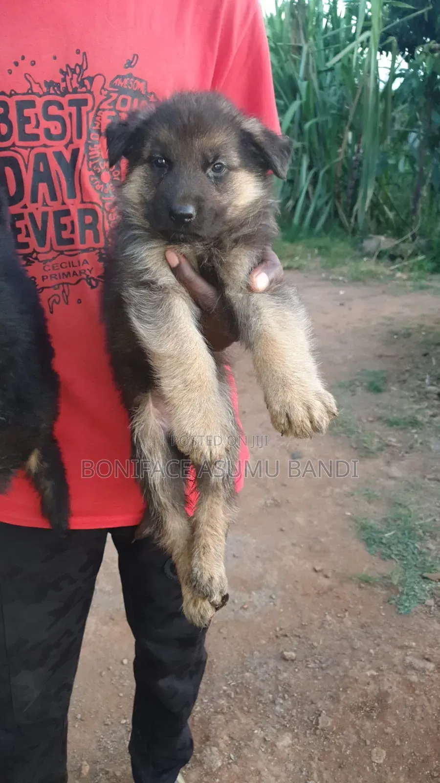 1-3 months Female Purebred German Shepherd