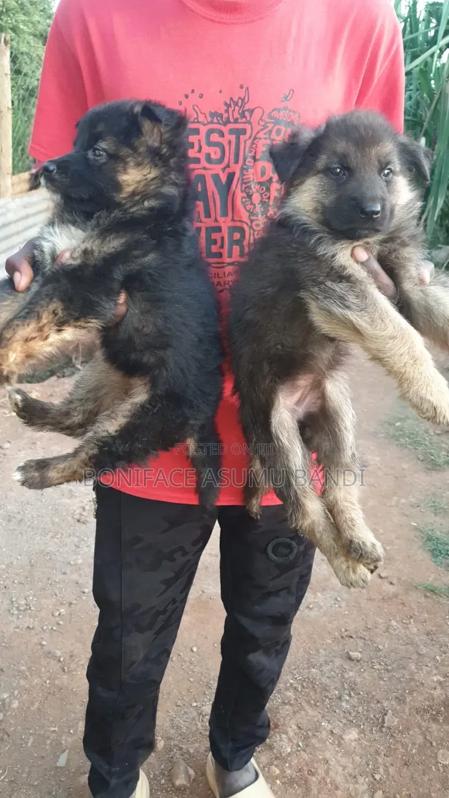1-3 months Female Purebred German Shepherd