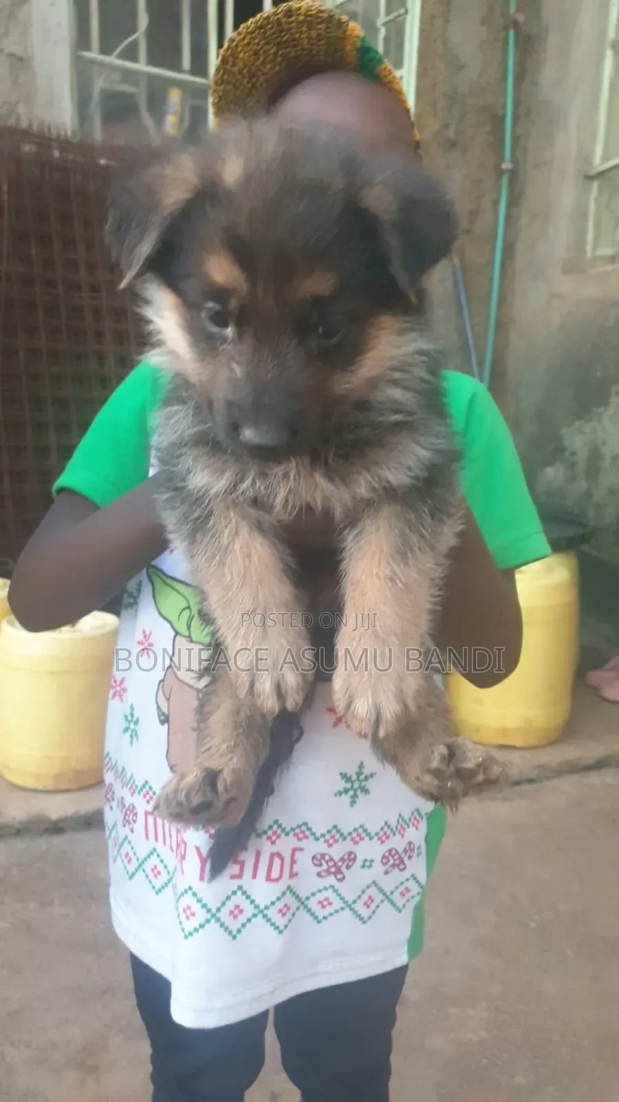 1-3 months Female Purebred German Shepherd