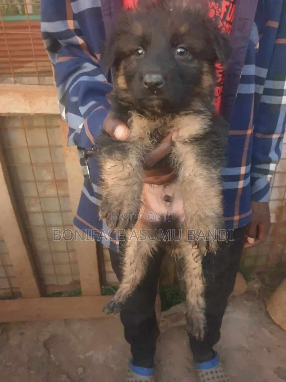 1-3 months Female Purebred German Shepherd