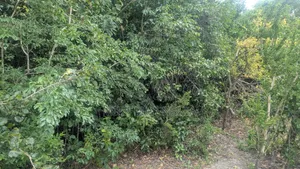Land and Plots