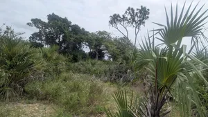 Land and Plots